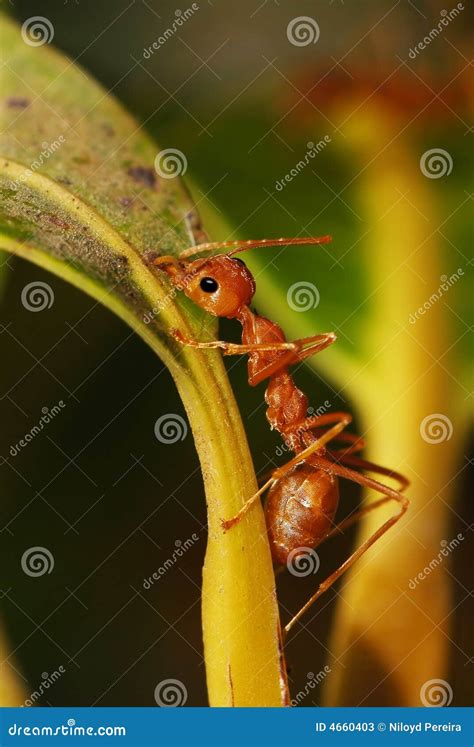 Red Ants stock image. Image of seek, confused, worker - 4660403