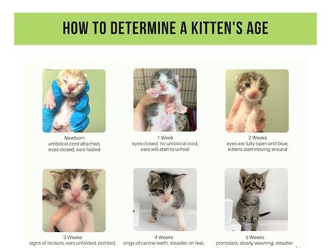 Kitten Fur Types Chart