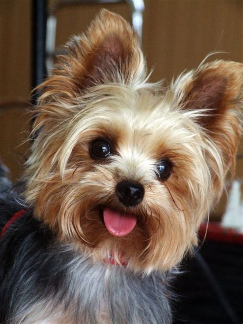 yorkie-RAN | Yorkie puppy, Yorkshire terrier puppies, Yorkie