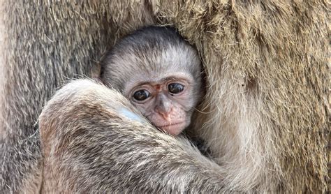 Vervet monkey facts, distribution & population | BioDB