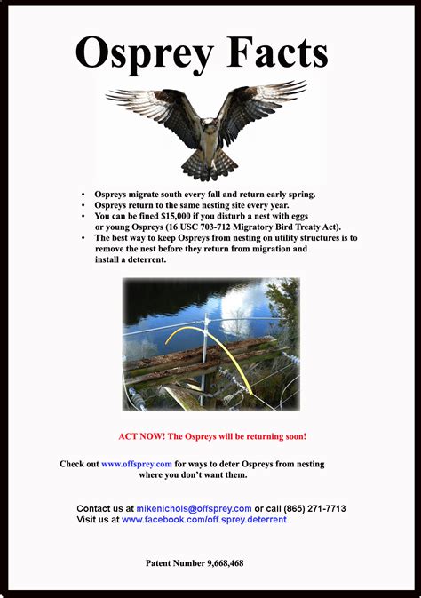 osprey-facts - OFF-Sprey