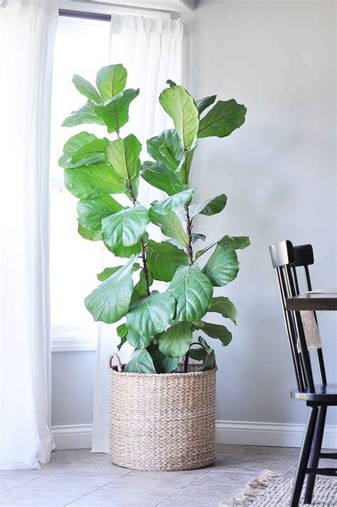 The Tale of the Fiddle Leaf Fig Tree - Little Glass Jar