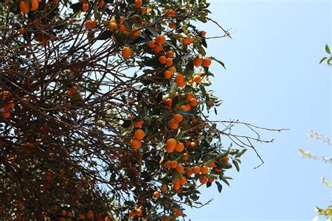 Clementine Trees for Sale - Buying & Growing Guide - Trees.com