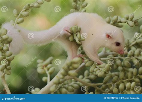 A One Month Old Albino Sugar Glider Baby on a Palm Fruits. Stock Image ...