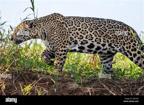 Jaguar (Panthera onca palustris) hunting along riverbank, Brazil, Mato ...