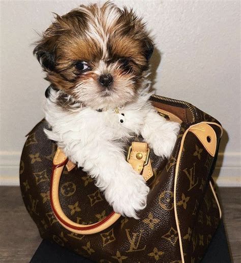 Teacup Shih Tzu Guide - The Truth About This Tiny Breed. | PupTraveller