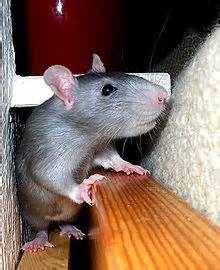 Fancy rat - Wikipedia