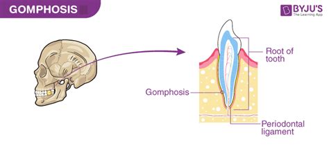 An Overview On Fibrous Joints- Types and their Functions