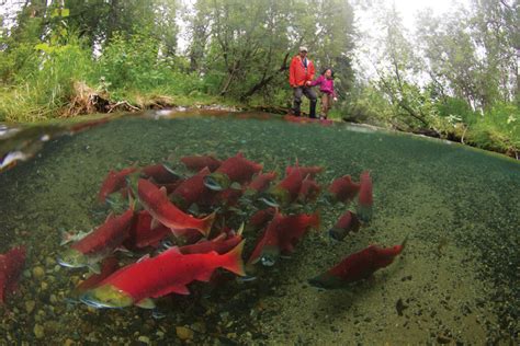 The Great Salmon Migration – A Wildlife Tourism Inventory