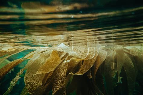 Kelp Forest Facts | Underwater Forests - One Tree Planted