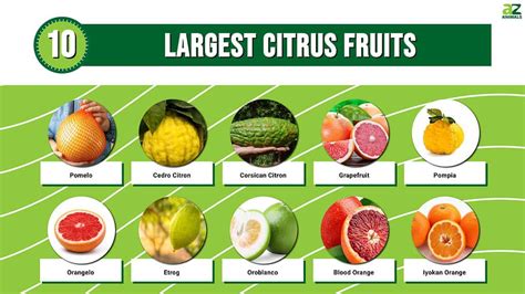 The 10 Largest Citrus Fruits - A-Z Animals