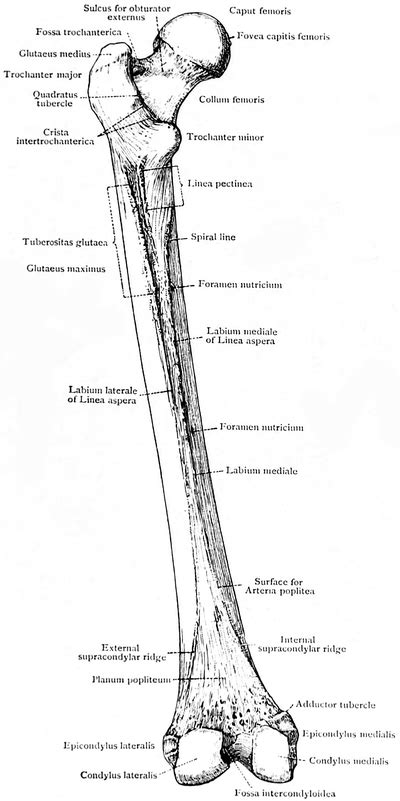 Femur (Thigh Bone): Definition, Location, Anatomy, Diagrams, 56% OFF