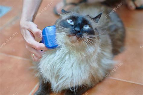 bonito gato siamés de pelo largo siendo cepillado por su dueño mientras ...