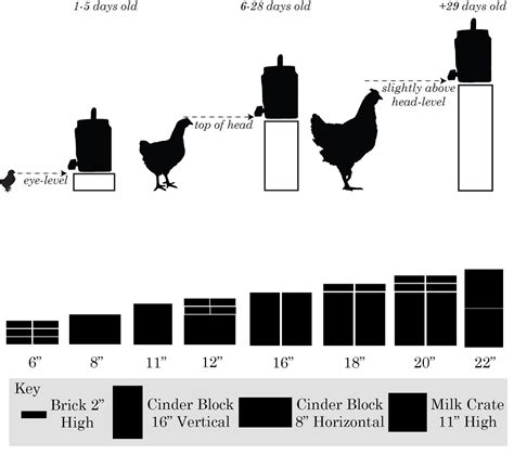 The Correct Height For Poultry Nipple Chicken Waterers