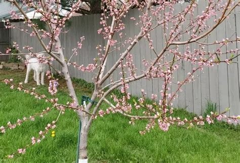 Peppermint Flowering Peach Tree Care | Best Flower Site