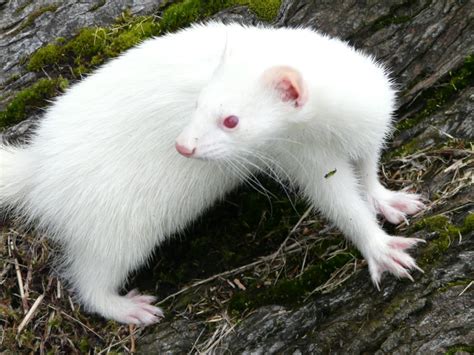 Why do albino animals have red eyes? | How It Works