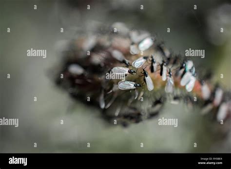 Flying ants swarm hi-res stock photography and images - Alamy