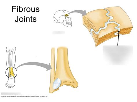 Fibrous Joints Diagram | Quizlet