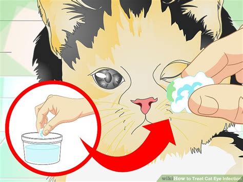 How to Treat Cat Eye Infection: 9 Steps (with Pictures) - wikiHow