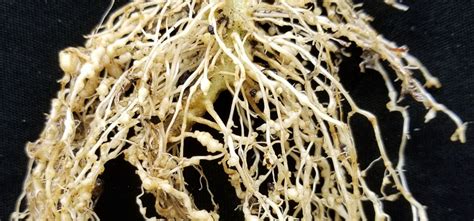 Celery Root Knot Nematodes - Pest Identification for Vegetable Gardens