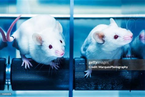 Mice In The Rotarod Test High-Res Stock Photo - Getty Images