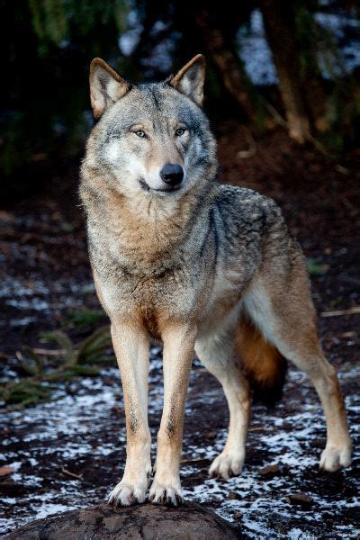 Wolf In Its Natural Habitat - Wolf Facts and Information