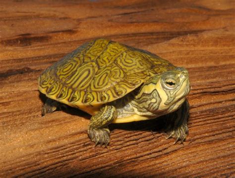 Yellow Bellied Sliders for sale | The Turtle Source