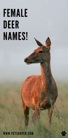 Deer Names