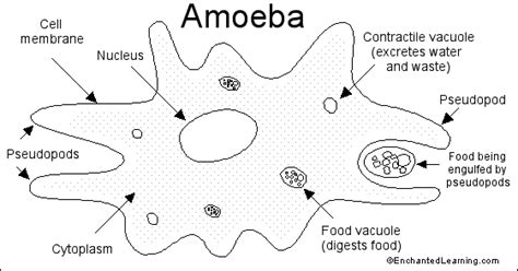 10+ Labeled Amoeba Diagram - CameronPraise