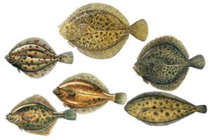 Know Your Flatfish Species With Our Identification Guide - SeaAngler