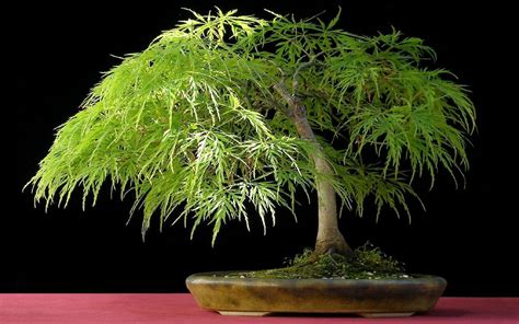 Bonsai Tree Wallpapers - Wallpaper Cave