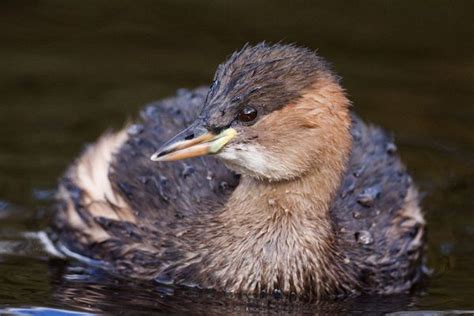 Little Grebe - BirdWatch Ireland