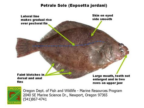 ODFW Finfish Species - Flatfish