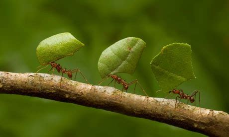 Leaf cutter ants - Elegant Entomology