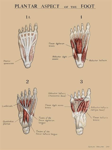 Foot Muscles Poster Plantar Aspect | Etsy