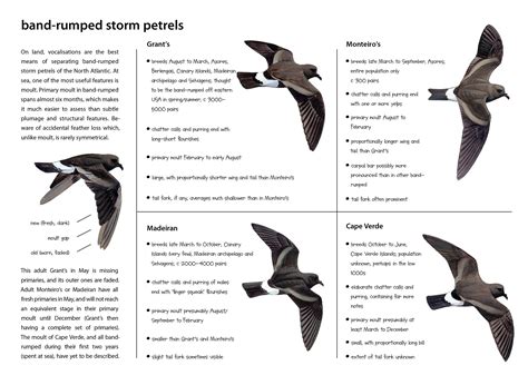 Cape Verde Storm Petrel - The Sound Approach