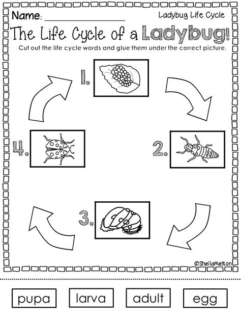 Ladybug Life Cycle Worksheets