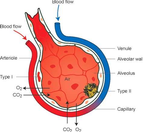 Diagram Of The Alveoli