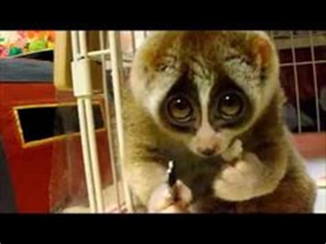 slow loris on Pinterest | Slow Loris, Extinct and Animals and pets