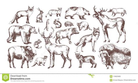 Collection of Elegant Drawings of European Forest Animals Isolated on ...