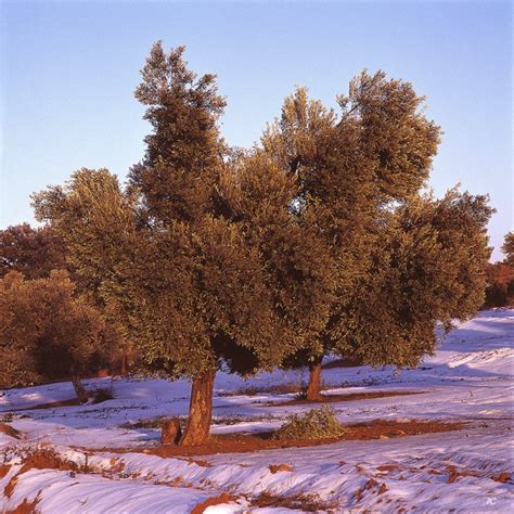 Different varieties of olive trees.