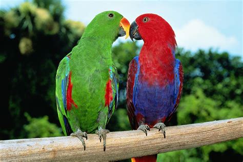 Most Colorful Parrot Species