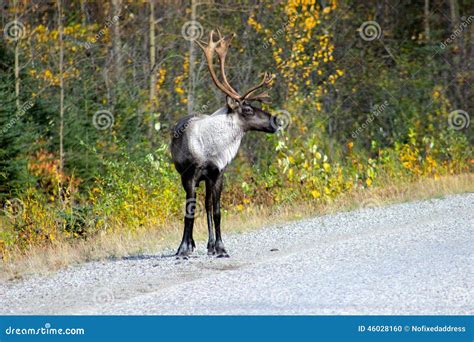 MALE CARIBOU REINDEER with ANTLERS on SIDE of ROAD in FALL Stock Photo ...