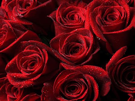 Aesthetic Red Roses Background - 1920x1440 Wallpaper - teahub.io