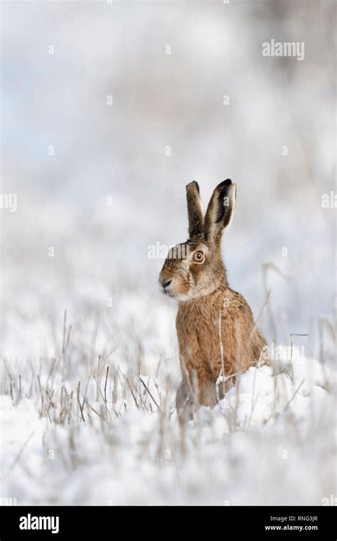 Snow hare funny hi-res stock photography and images - Alamy