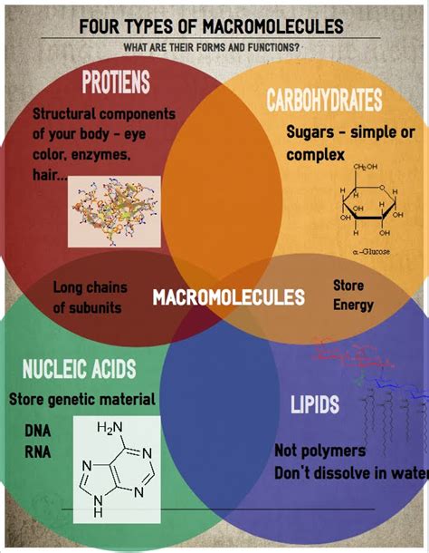 Modification Techniques For Carbohydrate Macromolecules, 56% OFF