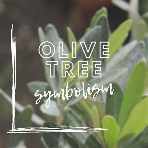 Olive Tree Symbolism | Olive Tree Meaning | Tree2mydoor