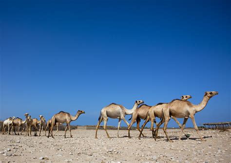 Berbera Map - Woqooyi Galbeed, East Africa - Mapcarta