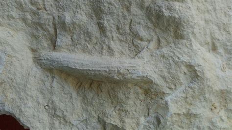 Worm or something else ? - Fossil ID - The Fossil Forum