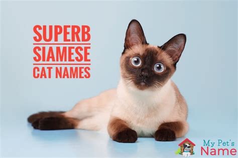 Superb Siamese Cat Names: 325 Sassy, Splendid & Superb Kitten Names ...